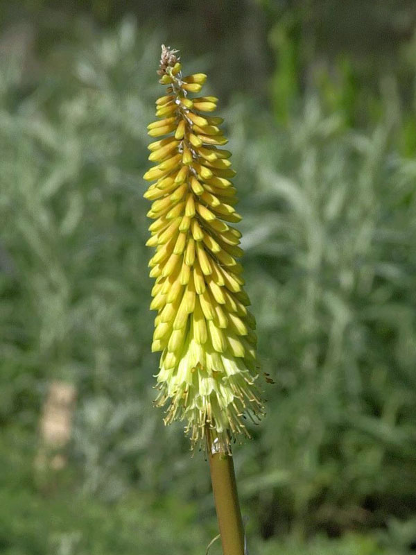 Gelbe Bluete der Kniphofia Little Maid