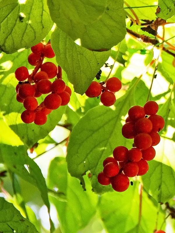 Beeren am Ast der Chinesische Vitalbeere Wu Wei Zi