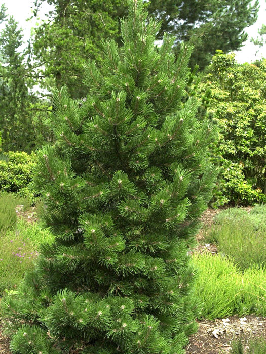 pinus-mugo-gnom Schlanker Wuchs der jungen Strauch-Kiefer