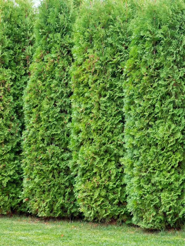 Thuja occidentalis Brabant als Hecke gepflanzt