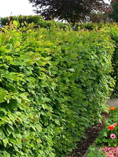 carpinus_betulus_4_43156_1_43156_1 Hainbuchen Hecke