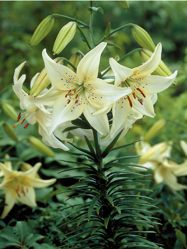 Lilie 'Sweet Surrender'