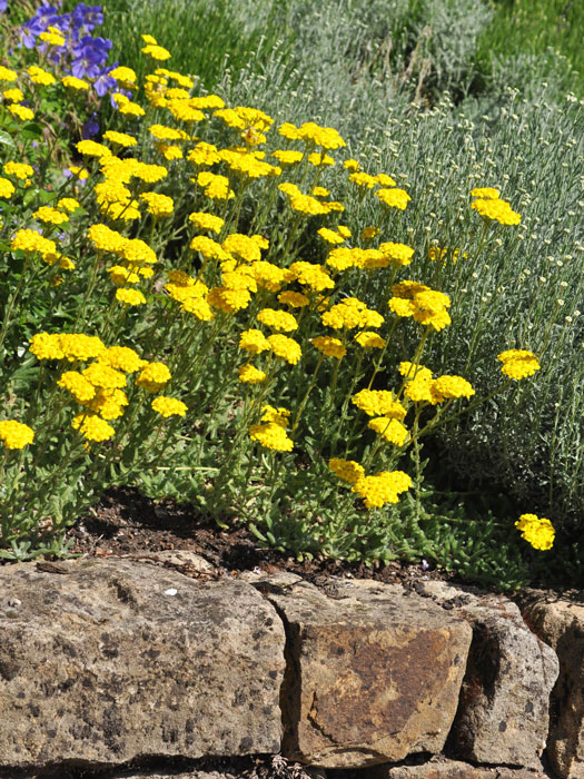 achillea-tomentosa Achillea tomentosa, Polsterschafgarbe, Teppichschafgarbe