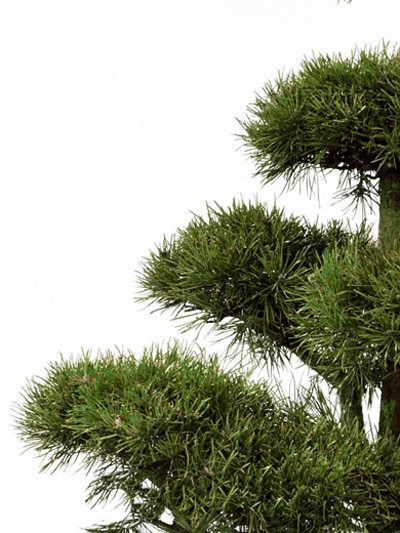 pinus_sylvestris_81580_1 Pinus sylvestris - Bonsai , XXL-Produkt