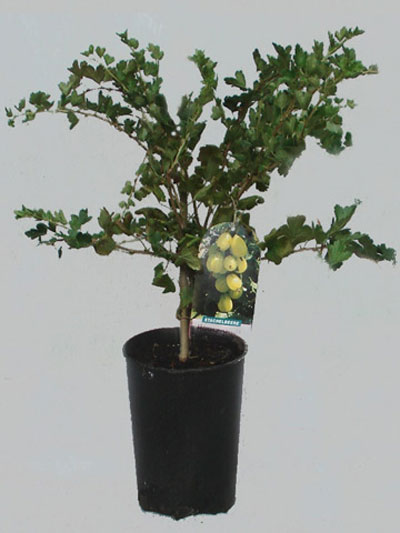 mucurines-topf Stachelbeere 'Mucurines'