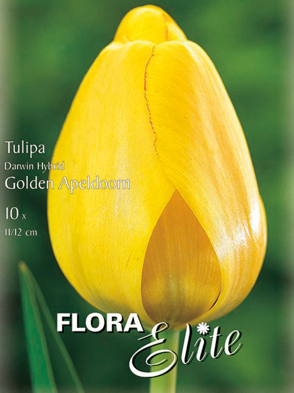 Gelbe stark duftende Darwin Tulpe Golden Apeldoorn