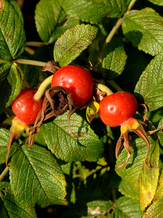 rosa-rugosa-frucht