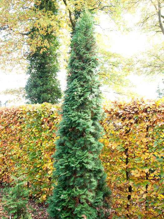 thuja-columna565c25753501b Säulenlebensbaum Columan Solitär