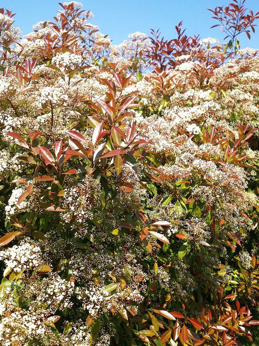 glanzmispel-red-robin-bluete Photinia fraseri 'Red Robin', immergrüne rote Glanzmispel