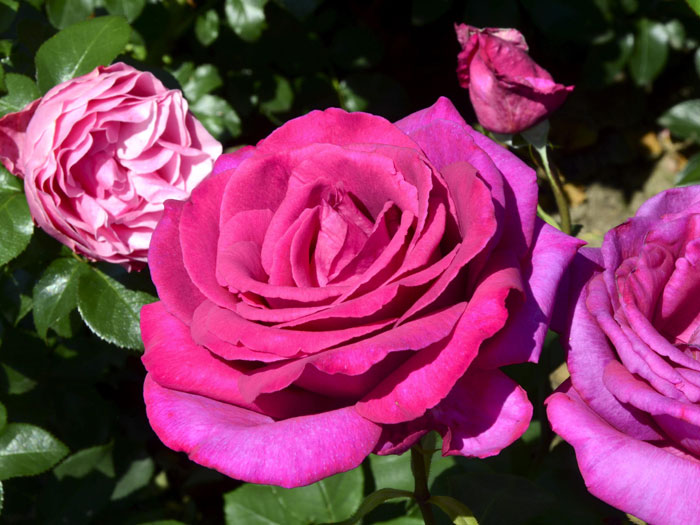 rosen-parole Blüte der Rose Parole