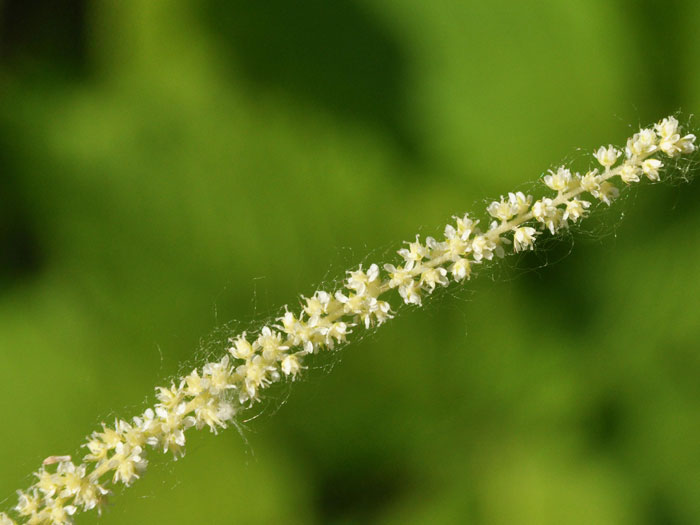 bluete-geissbart Aruncus dioicus, Wald-Geißbart
