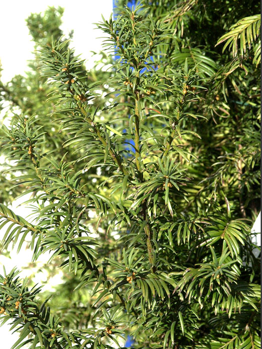 kegel-eibe Nadeln der Kegel-Eibe