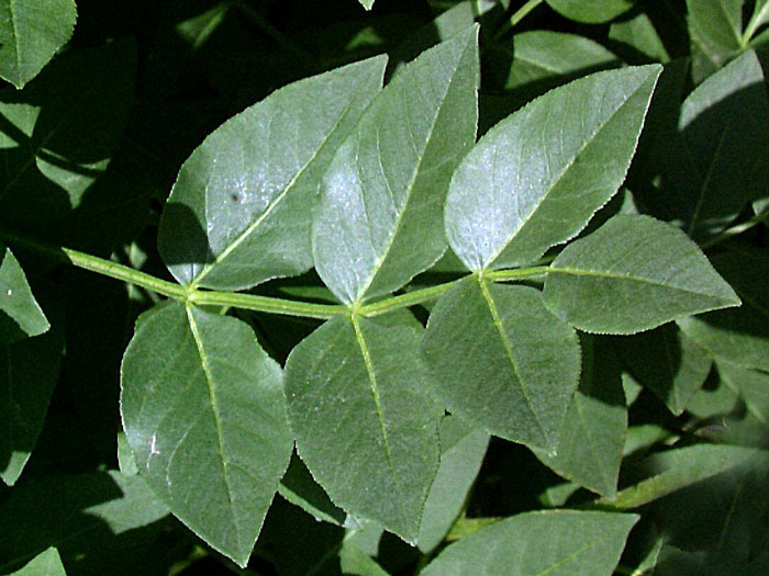 dictamnus-albus-blatt