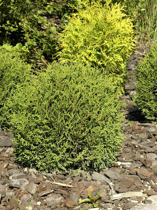 thuja-danica Zweerg-Kugellebensbaum Danica