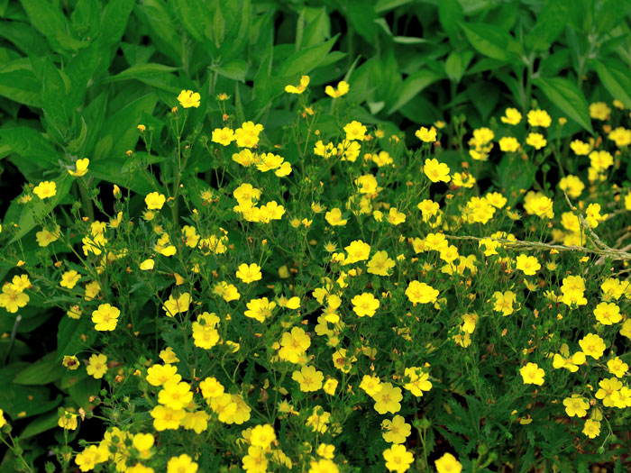 hohes-fingerkraut-warrenii Potentilla recta 'Warrenii', Hohes Fingerkraut