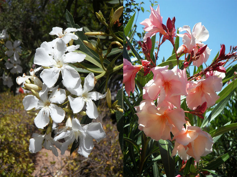 Nahaufnahme von weißen und rosanen Blüten von Oleander