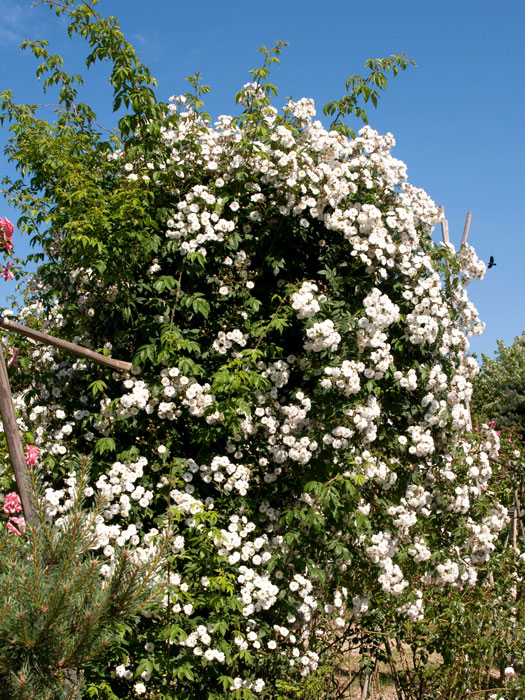 rose-rambling Strauch der Rose Rambling Rector