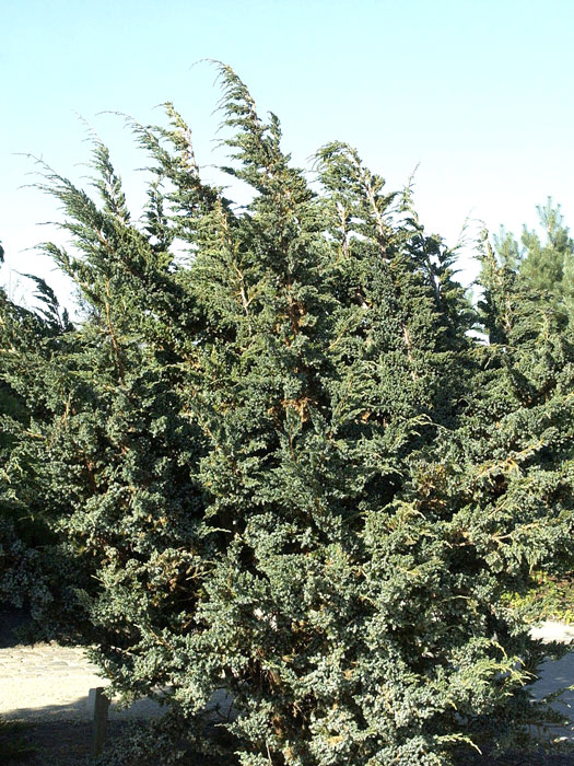 juniperus-meyeri Der Blauzeder-Wacholder mit starkem, ausladendem Wuchs