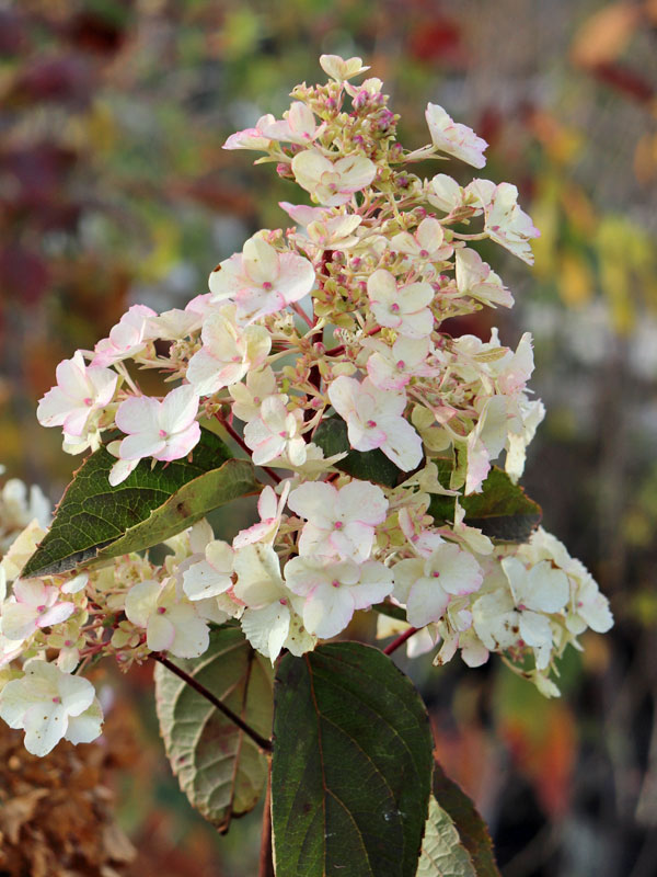 Bluetenkopf einer Hydrangea Bloody Marie