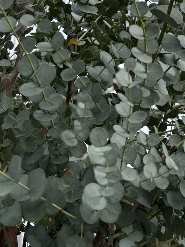 Blatt-Nahaufnahme von Eucalyptus gunnii 'Azura'