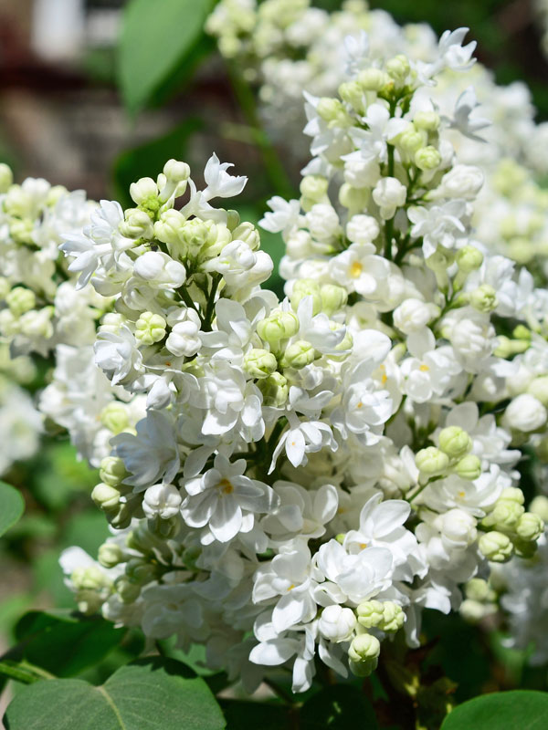 Nahaufnahme der Bluete eines Syringa Miss Ellen Willmott