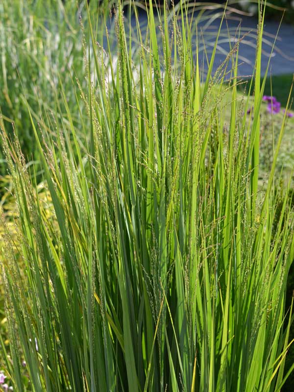 Panicum Northwind Halme mit Blüten Halme und Blueten des Panicum Northwind