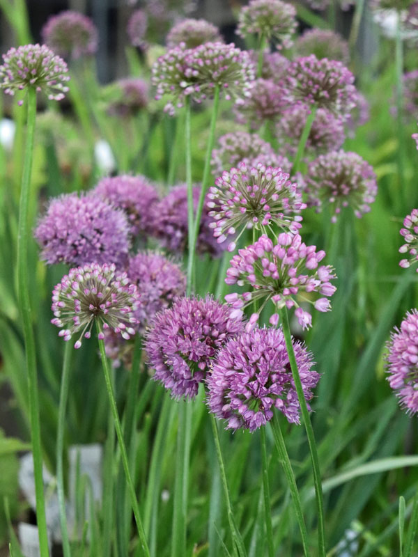 Allium Lavender Bubbles