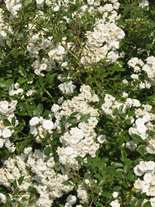 alba-meidiland-gruppe Bodendecker Rose Alba Meidiland