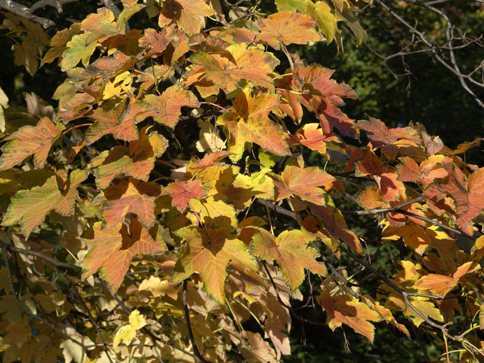 bergahorn-herbst
