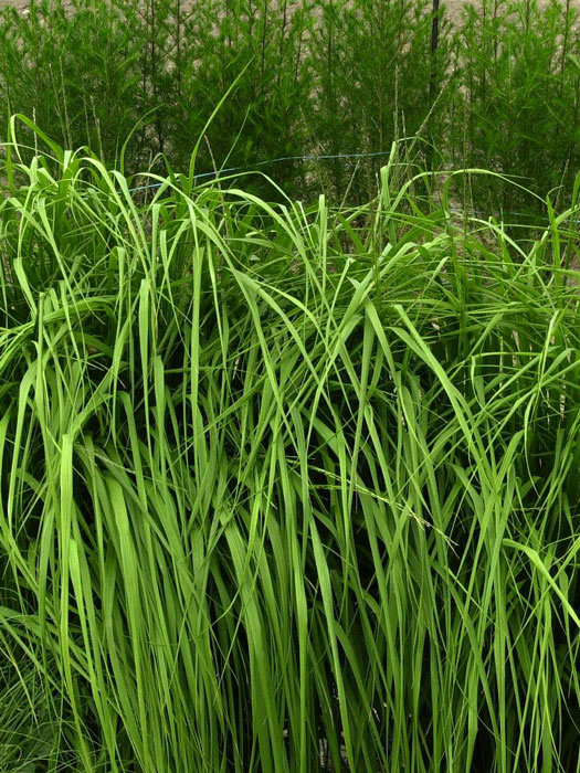 molinia-karl-foerster