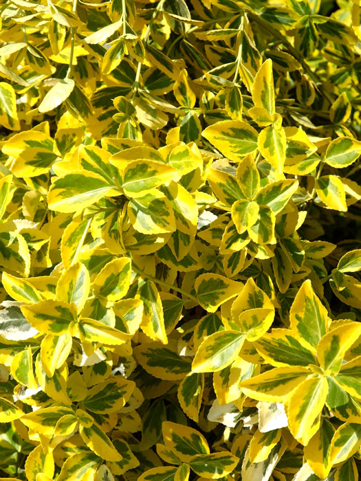 gelbbunte-kriechspindel Laub der gelbbunten Kriechspindel 'Emerald'n Gold'