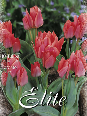 tulipa_toronto_greigii Greigii-Tulpe 'Toronto' (Art.Nr. 595788)