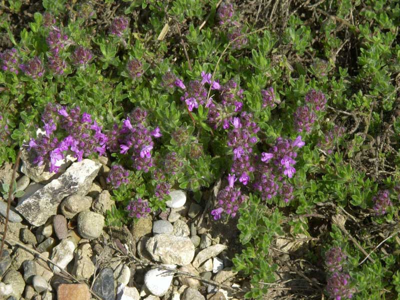 Thymus doerfleri 'Bressingham Seedling'  in knospigem Zustand 