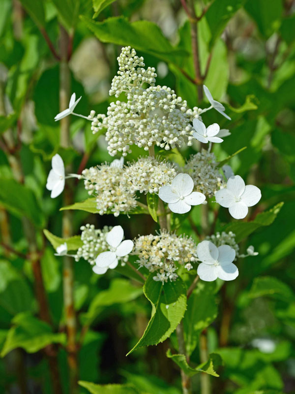Nahaufnahme der Bluete einer Hortensie Kyushu
