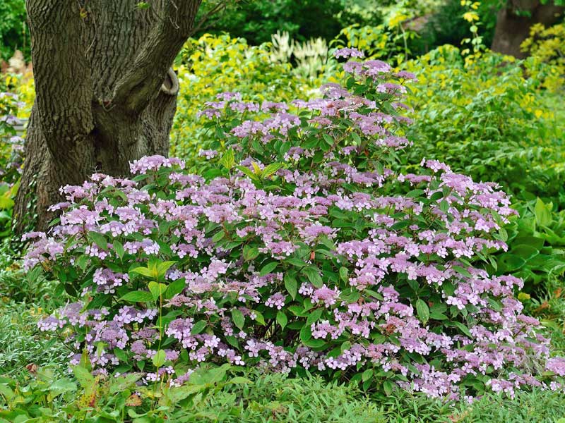 Ein ausgewachsener Hortensien-Strauch der Sorte Mariesii Perfecta