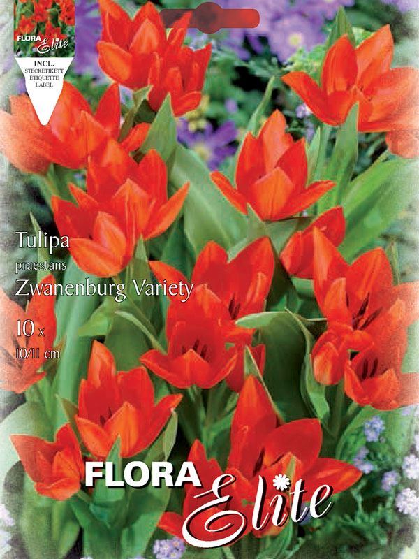 Tulpe-Zwanenburg Tulpe Zwanenburg