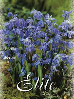 scilla_blue Blaustern, Skilla sibirica (Art.Nr. 597310)