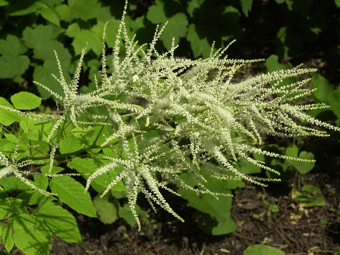 wald-geissbart Aruncus dioicus, Wald-Geißbart