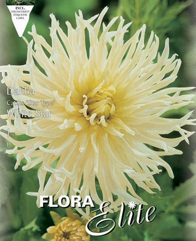 Kaktus-Dahlie 'White Star', Dahlia (Art.Nr. 520348)