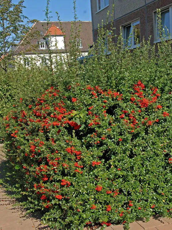 Hecke rotfruchtiger Feuerdorn Hecke eines rotfruchtigen Feuerdorns