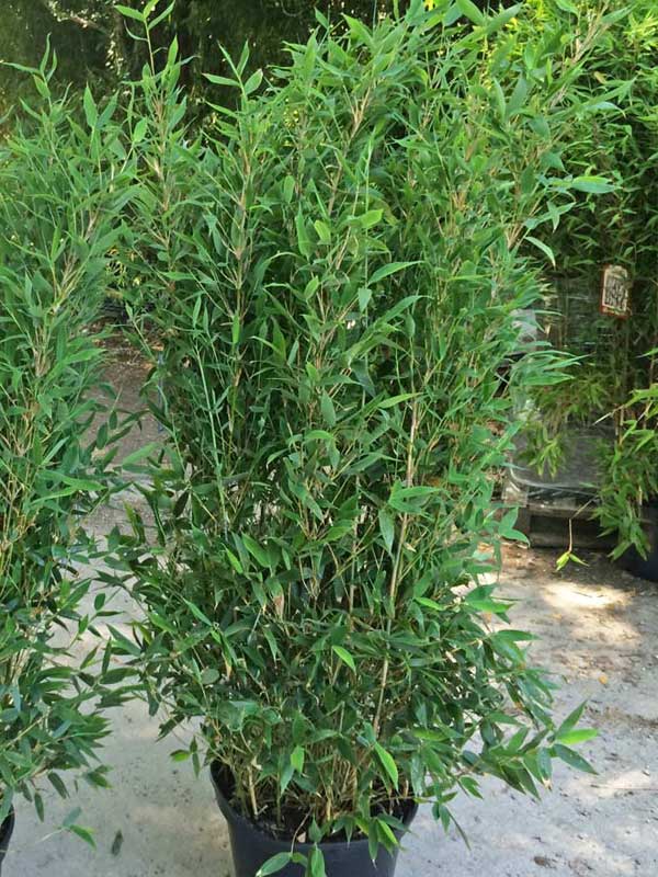 Fargesia Blue Lizard im Container