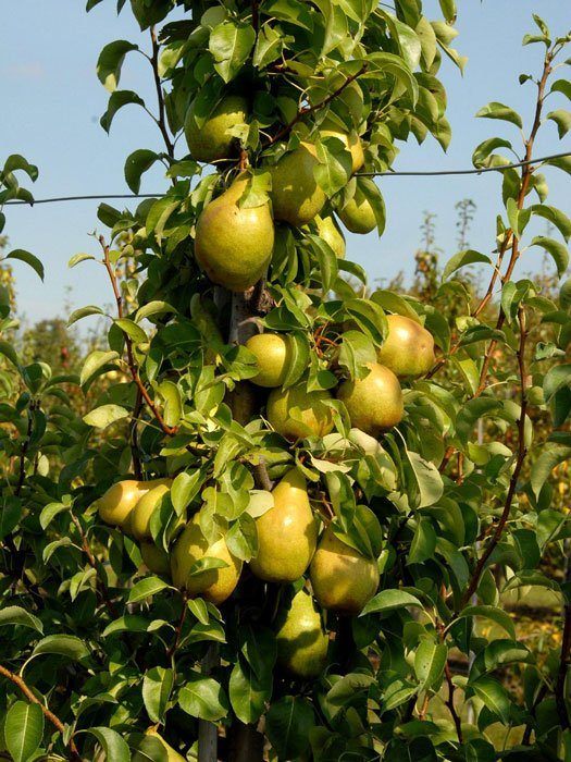 birne-williams-christ5559981871689 Früchte der Birne Williams Christ