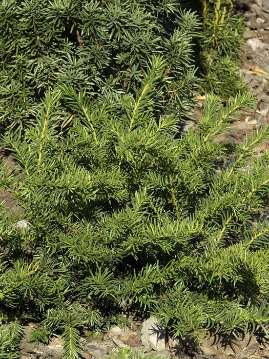 taxus-repandens Tafel-Eibe als Bodendecker eingesetzt