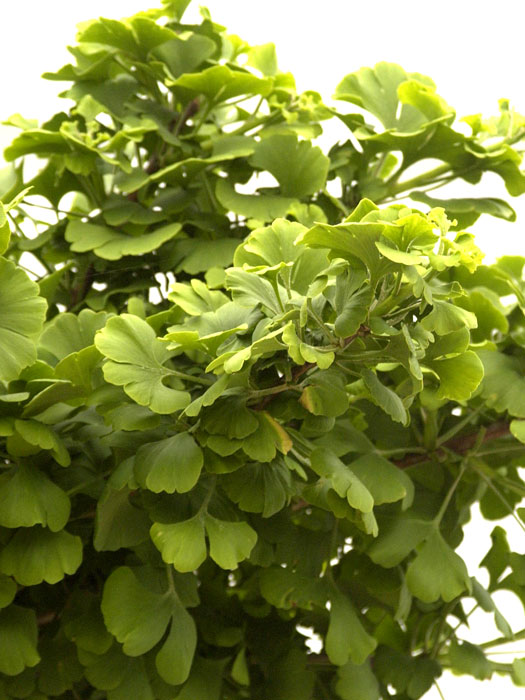 ginkgo-biloba-mariken Blattwerk des Zwerg-Fächerblattbaums