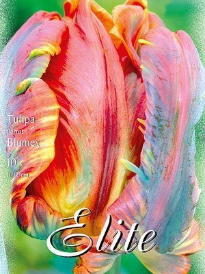 Papagei-Tulpe 'Blumex' (Art.Nr. 595555)