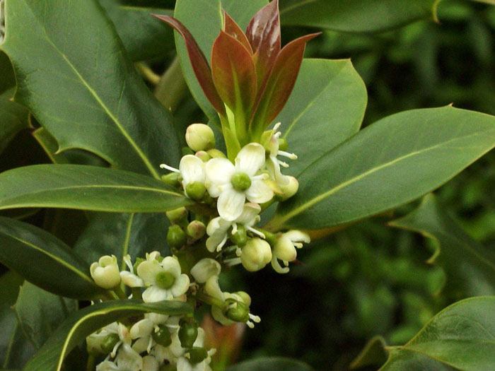 stechpalme Blütenstand der gemeinen Stechpalme