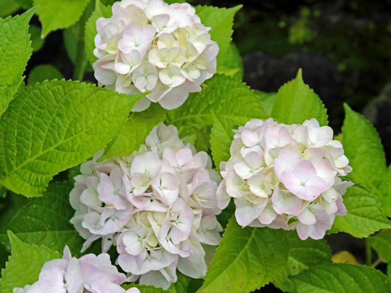 Blueten der Bauernhortensie Madame E. Moulliere