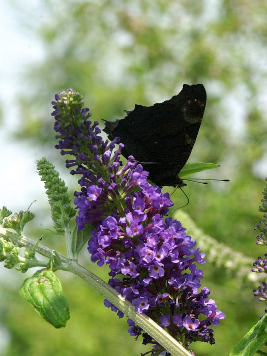 sommerflieder-blau-bluete Blüte des Sommerflieders 'Empire Blue' mit Schmetterling