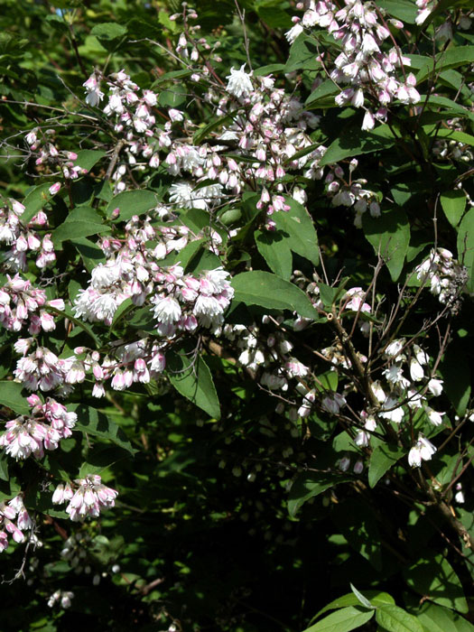 deutzie-rosa-bluete55599f428aadf gefüllter Sternenstrauch