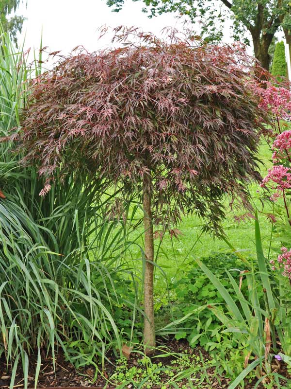 Schlitzahorn-Stämmchen Schlitzahorn als Staemmchen geschnitten